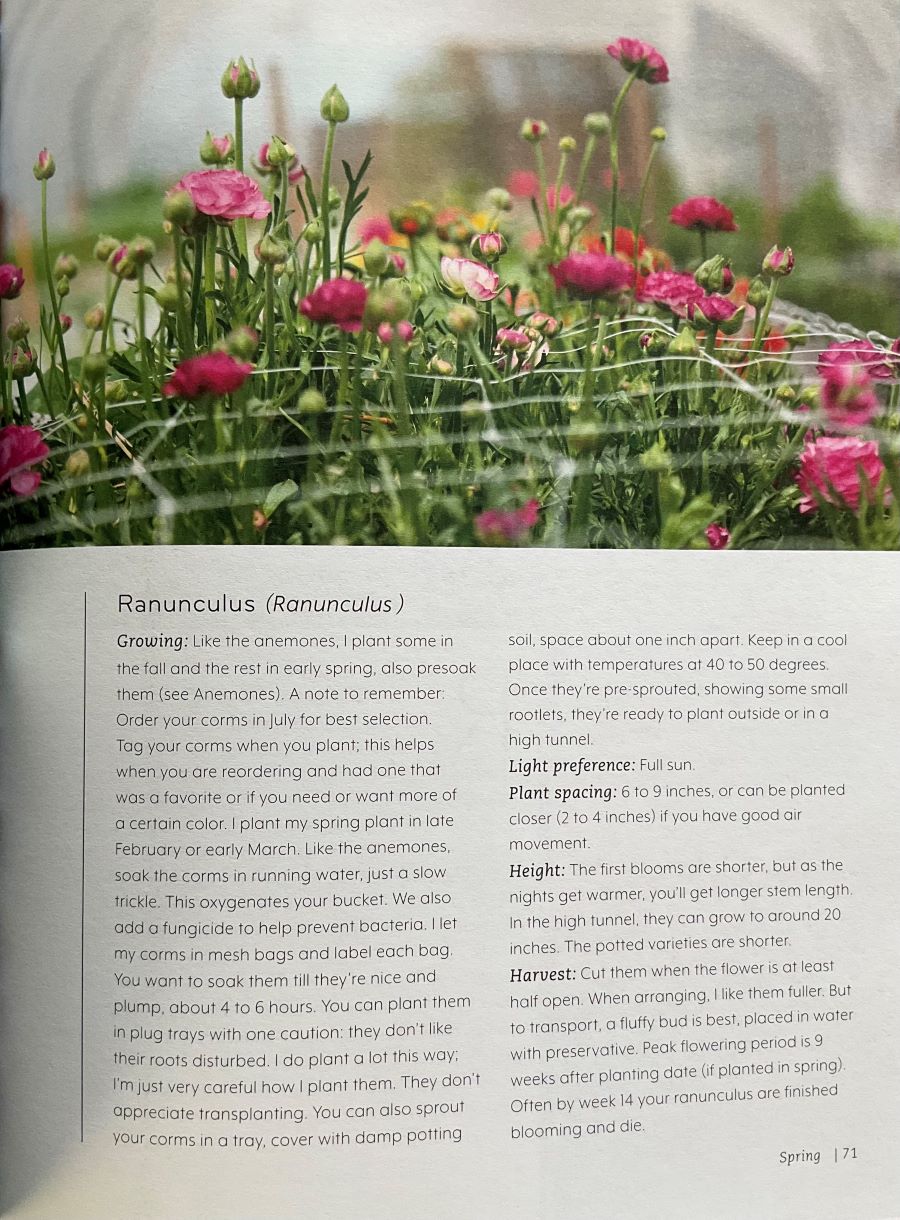 Garden scene with flowers and text about Ranunculus plants