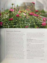 Garden scene with flowers and text about Ranunculus plants