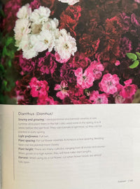 Colorful flowers with text about Dianthus on a white background